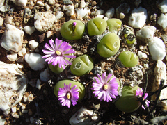 Gibbaeum nuciforme