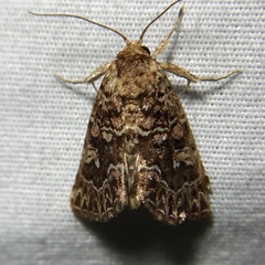 Callopistria granitosa