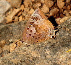 Arhopala amantes
