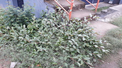 Persicaria chinensis