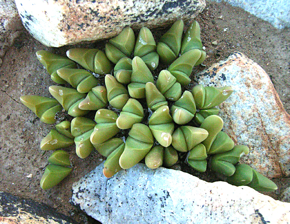 Gibbaeum gibbosum, Allemorgens, Anysberg, South Africa
