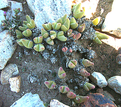 Gibbaeum gibbosum