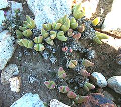 Gibbaeum gibbosum