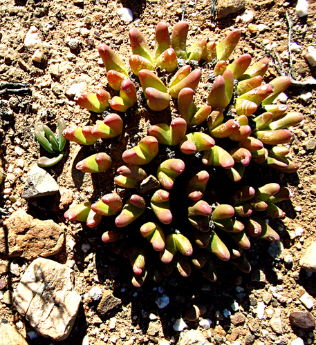 Gibbaeum gibbosum