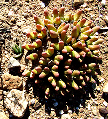 Gibbaeum gibbosum