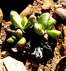 Gibbaeum gibbosum