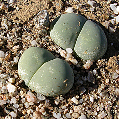 Gibbaeum heathii