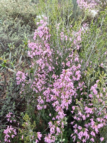 Image of Erica australis by (c) Diego Rodríguez Hernández, some rights reserved (CC BY)