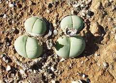Gibbaeum heathii