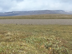 Anser brachyrhynchus