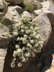 Leptosiphon nuttallii