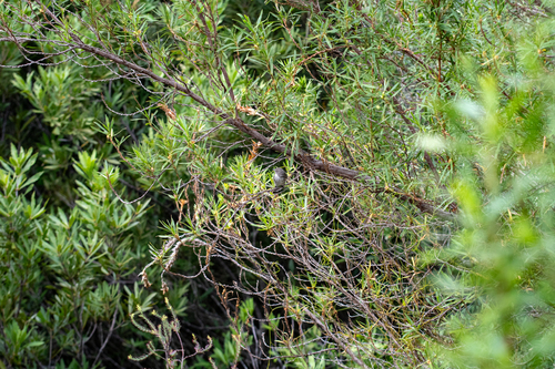 Kogelberg Ricebush (Cliffortia heterophylla)