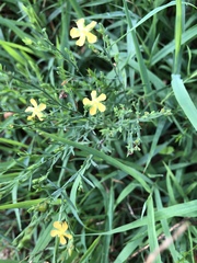 Hypericum drummondii
