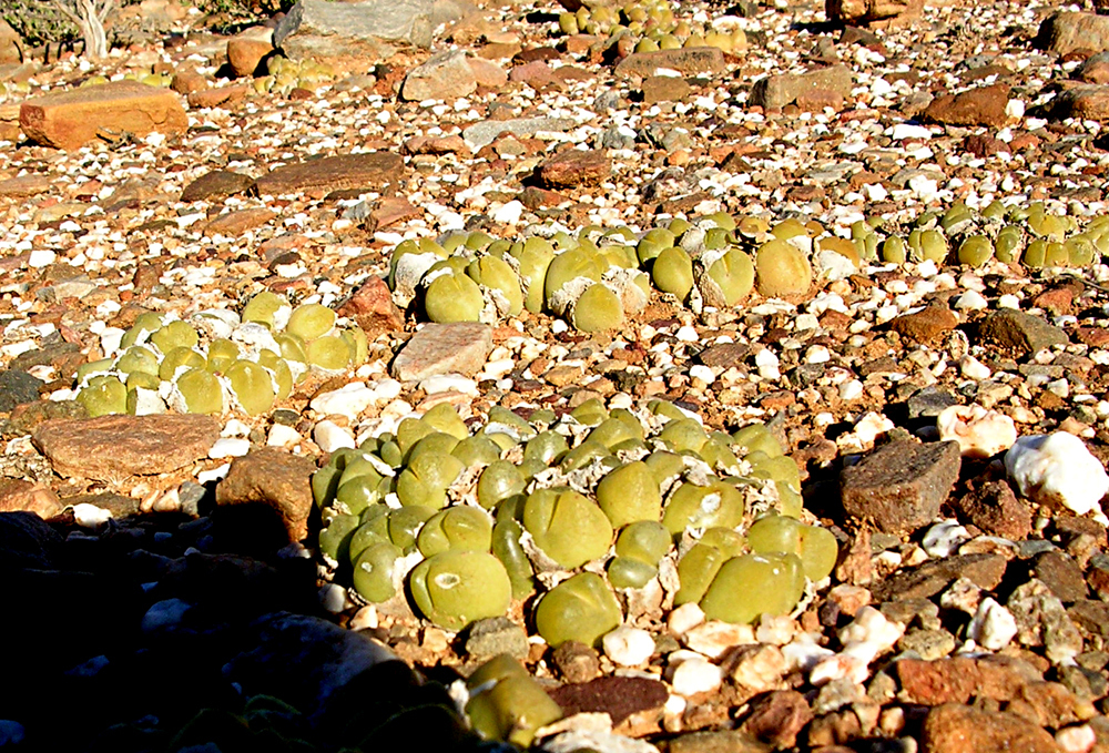 Gibbaeum nuciforme, Allemorgens, Anysberg, South Africa