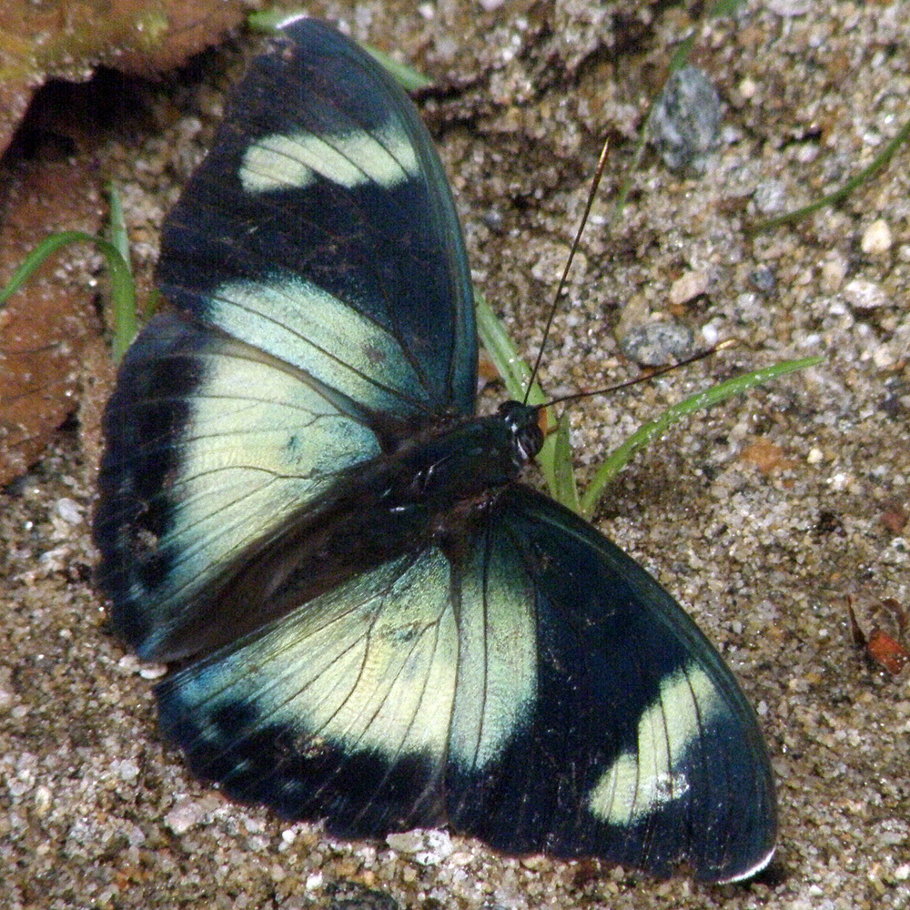 Euphaedra phosphor