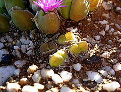 Gibbaeum nuciforme