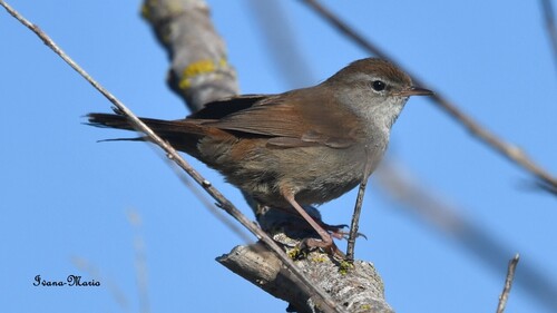 Bouscarle de Cetti