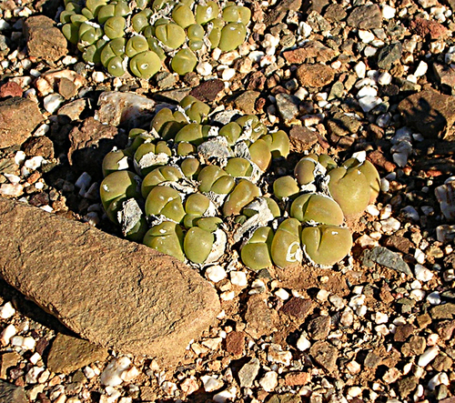 Gibbaeum nuciforme