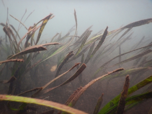 Tape seagrass (Enhalus acoroides)