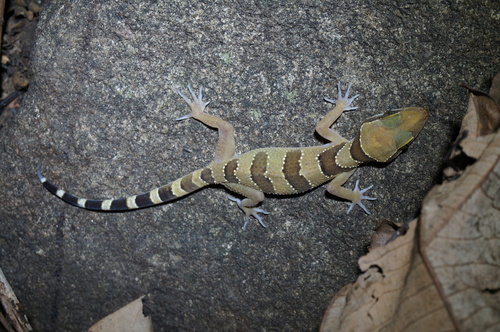 Cyrtodactylus intermedius observed 2025-04-12