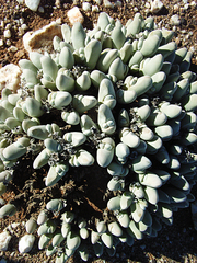 Gibbaeum pubescens