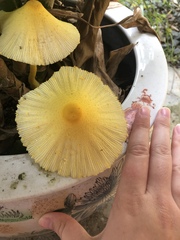 Leucocoprinus birnbaumii image