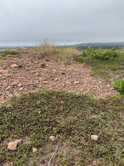 Papilio brevicauda bretonensis