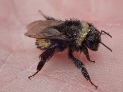 Bombus terricola image