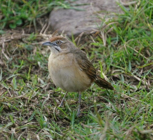 Moustached Grass-Warbler (Melocichla mentalis)