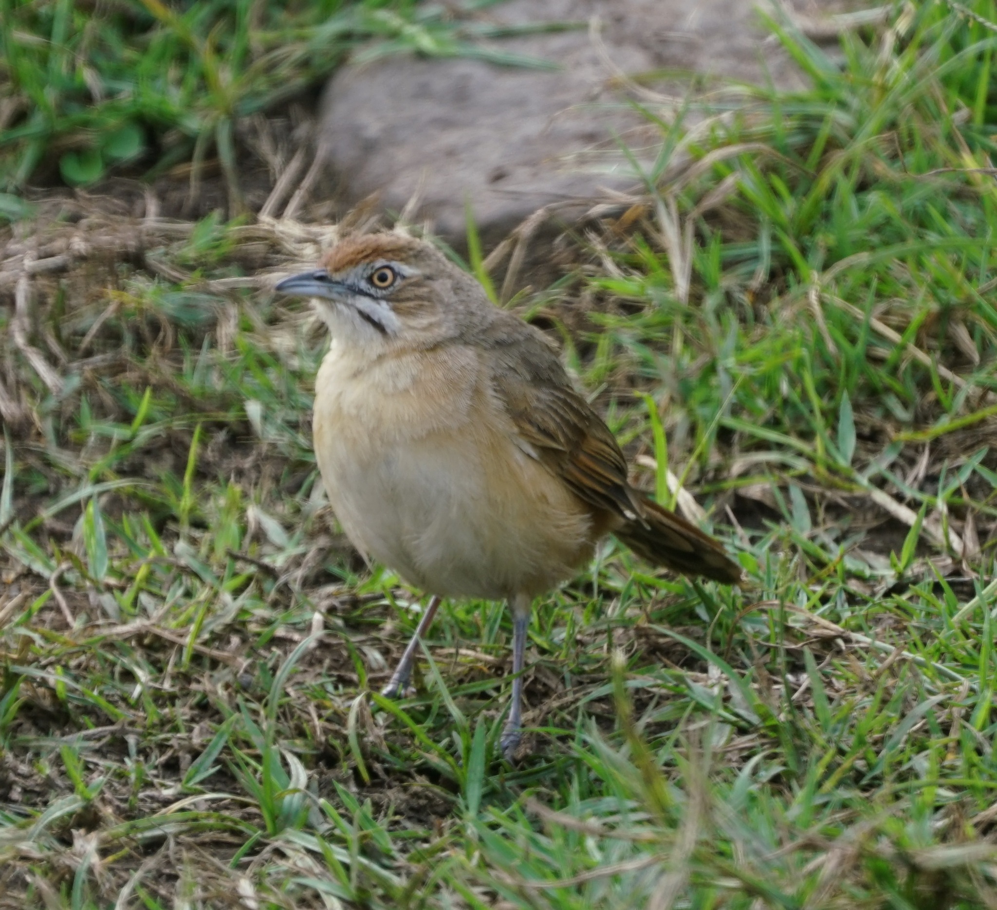 Moustached Grass-Warbler illustration