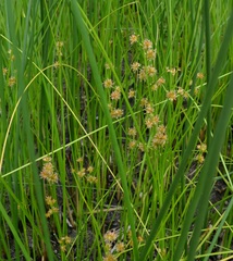 Juncus nodosus