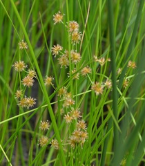 Juncus nodosus