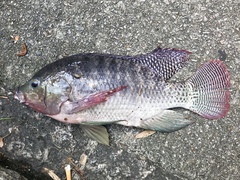 Oreochromis niloticus
