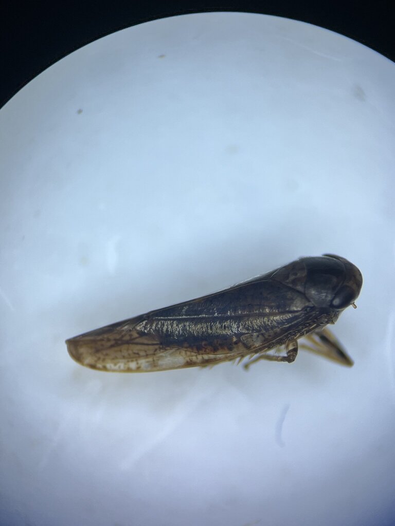 Allygus communis