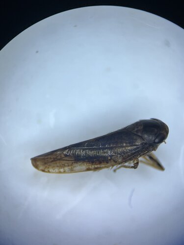 Allygus communis