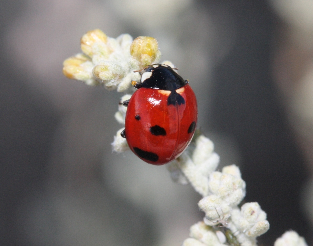 Satellite Lady Beetle