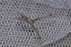 Phazaca interrupta