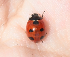 Coccinella difficilis