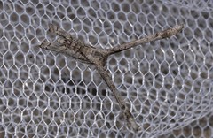 Phazaca interrupta