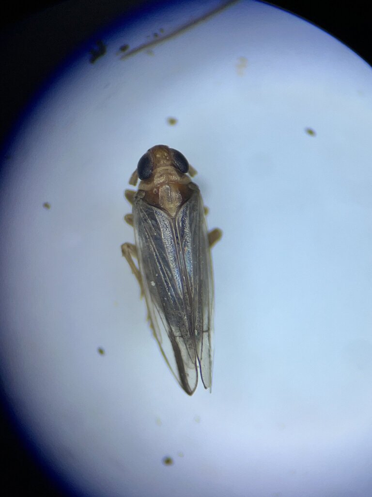 Anakelisia perspicillata