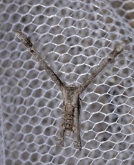 Phazaca interrupta