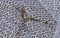 Phazaca interrupta
