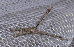 Phazaca interrupta