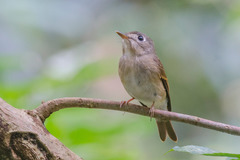 Muscicapa muttui