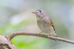 Muscicapa muttui
