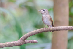 Muscicapa muttui