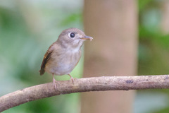 Muscicapa muttui