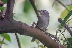 Muscicapa muttui