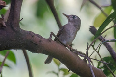 Muscicapa muttui