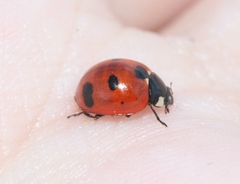 Coccinella difficilis